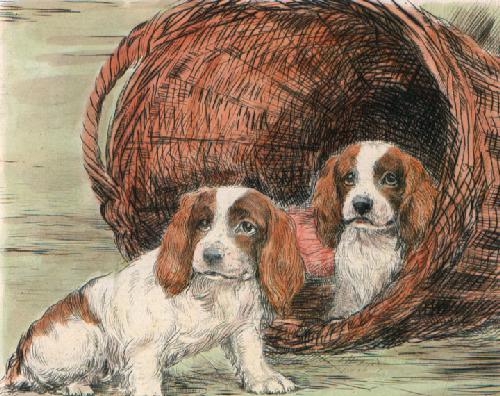 Two Pups in Basket Restrike Etching by Ward Binks