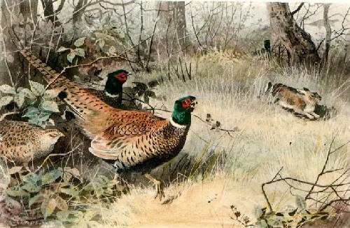 Pheasant Restrike Etching by Archibald Thorburn
