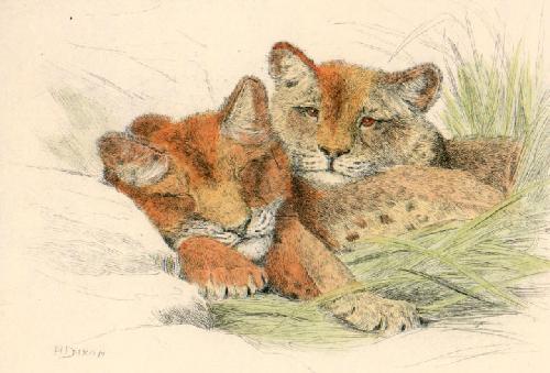 Rest Restrike Etching by Dixon