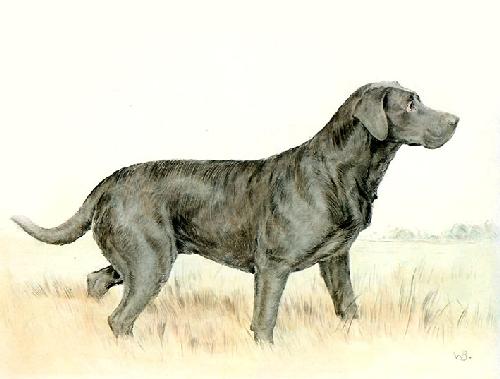 Labrador Restrike Etching by Ward Binks