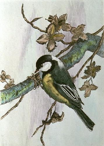 Coal Tit Restrike Etching by Winifred Austen