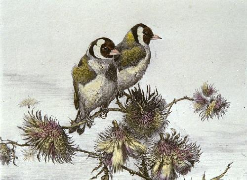 Gold Finches Restrike Etching by Winifred Austen