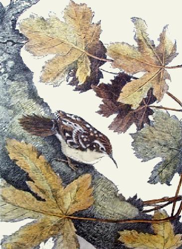 Tree Creeper Restrike Etching by Winifred Austen
