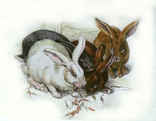 Rabbits Restrike Etching by Winifred Austen