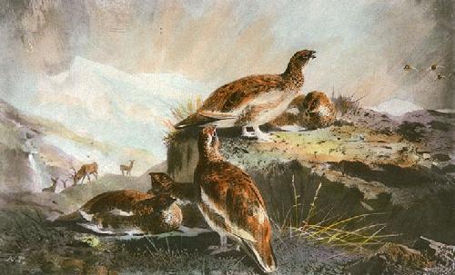 Grouse Restrike Etching by Archibald Thorburn