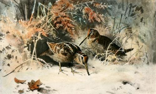 Woodcock Restrike Etching by Archibald Thorburn