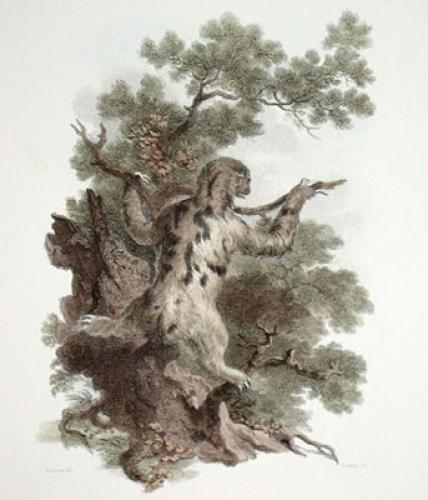 Threetoed Sloth Restrike Etching by Julias Caesar Ibbetson