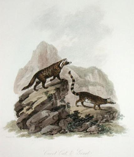 Civet Cat and Genet Restrike Etching by Julias Caesar Ibbetson