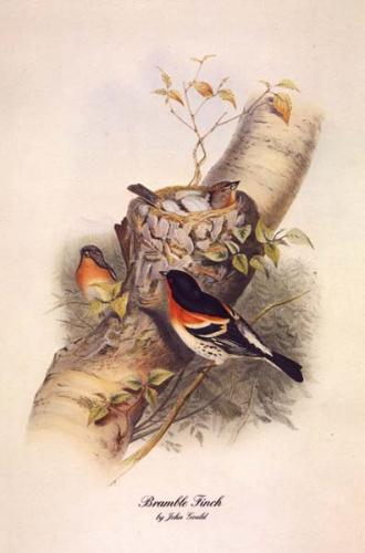 Bramble-Finch by John Gould image