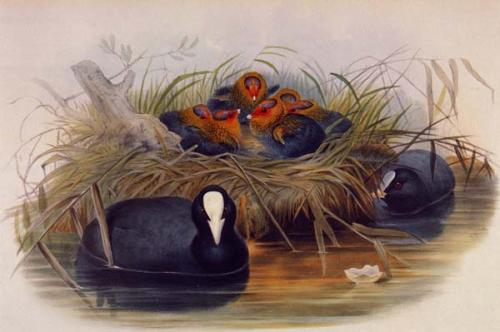 Coot by John Gould image