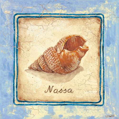 Nassa by Sylvan Lake Collections