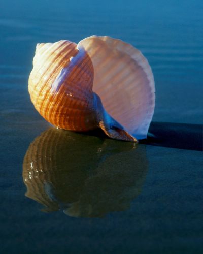 Tun Shell by Ruth Burke