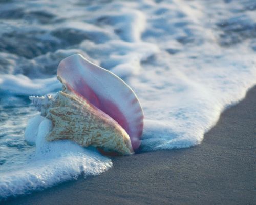 Conch In Surf by Ruth Burke