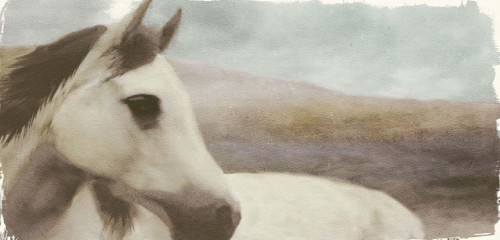 Horse On The Hill by Judy Mandolf