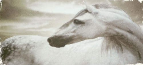 Appaloosa by Judy Mandolf