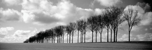 Somme Treeline by Charlie Waite