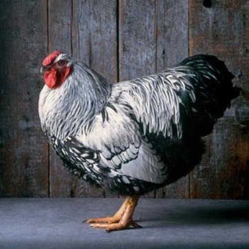 Silver Laced Wyandotte by Tamara Staples