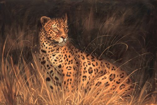 african cats poster. Spotted African Cat by Kilian