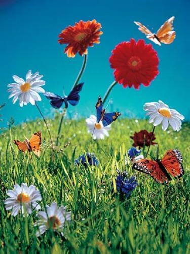 Flowers Butterflies by Florian Kleinefenn