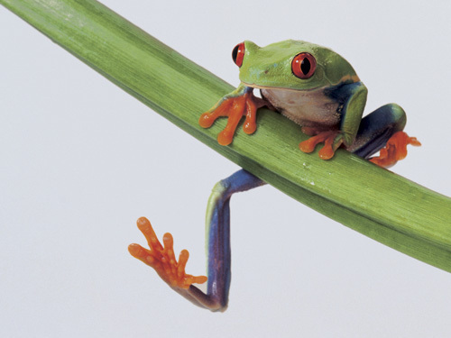 Tree Frog by Hart