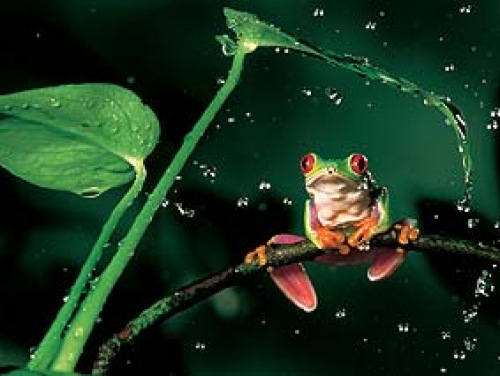 RedEyed Tree Frog Central America by Anne Durham