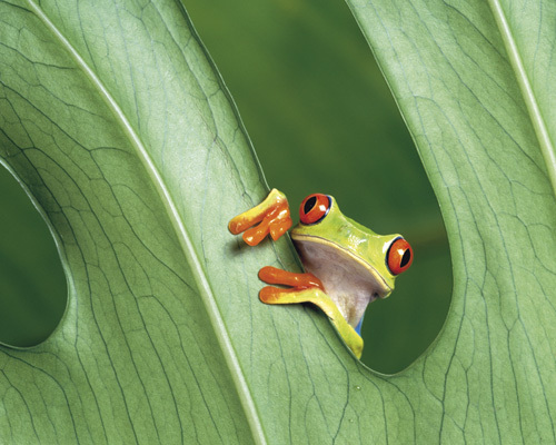Tree frog by Klein and Hubert Bios