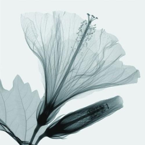 Hibiscus 2 by Steven N Meyers