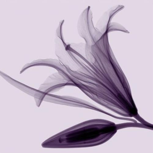 Lily and Bud by Steven N Meyers