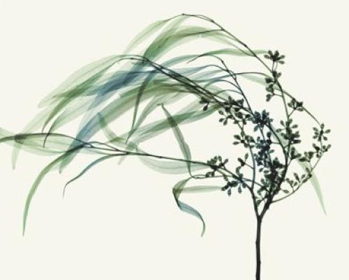Wind by Steven N Meyers