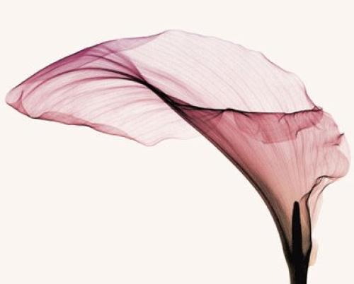 Giant calla by Steven N Meyers