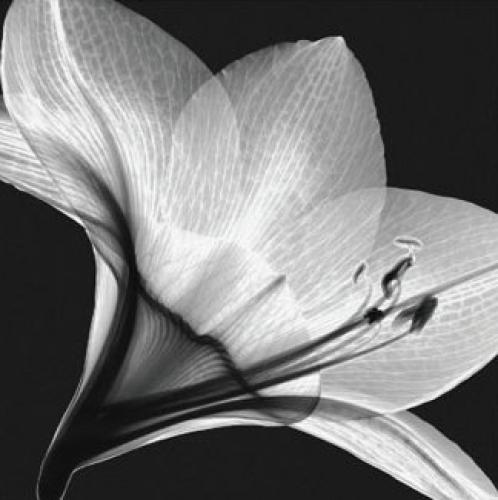 Amaryllis 1 by Steven N Meyers