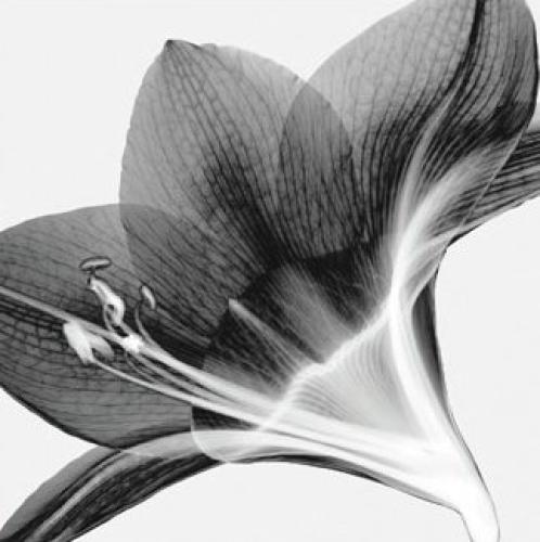 Amaryllis 2 by Steven N Meyers
