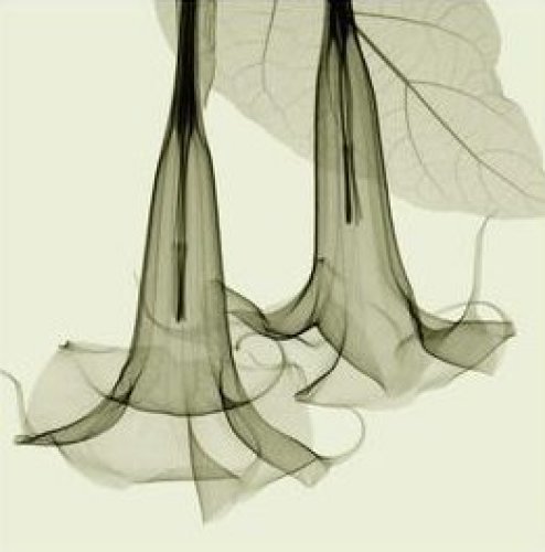 Datura Sm by Steven N Meyers