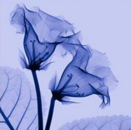 Gloxinia Sm by Steven N Meyers