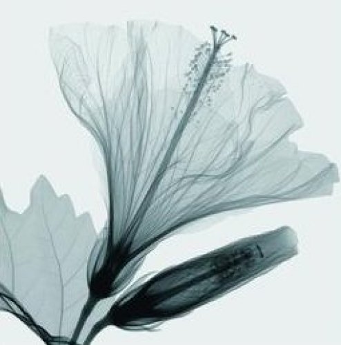 Hibiscus 2 Sm by Steven N Meyers
