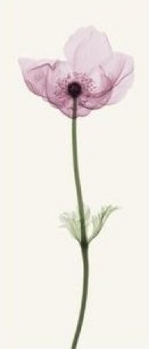 Anemone I Sm by Steven N Meyers