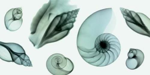 Shell Collection Teal by Steven N Meyers