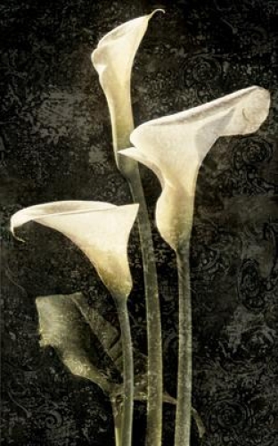 Callas II by John Seba