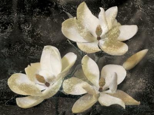 The Magnolia Tree by John Seba