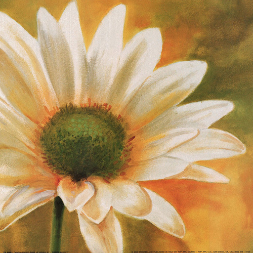 Marguerites dans le soleil III by Pierre Viollet