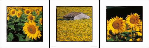 Tournesols by Gilles MartinRaget