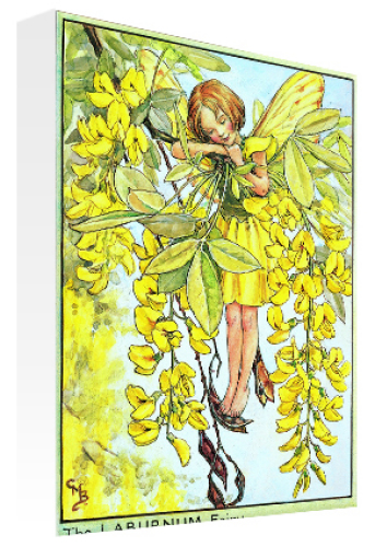 July Laburnam Fairy by Flower Fairies