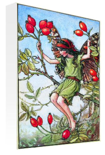 September Rose Hip Fairy by Flower Fairies