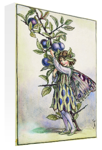 November Sloe Fairy by Flower Fairies