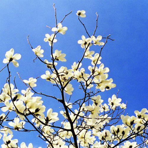 Blossom by Ella Doran