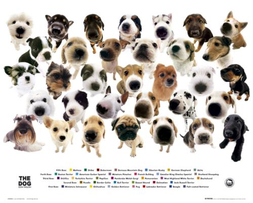 The Dog Collage by Mini Posters