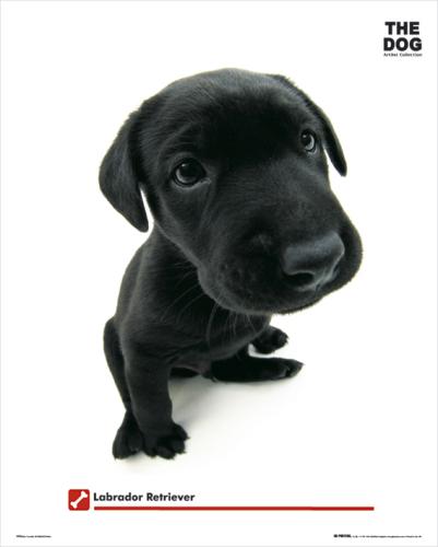 The Dog Labrador by Mini Posters