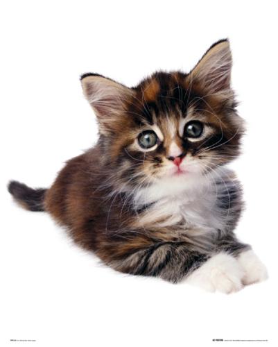 Kitten by Mini Posters