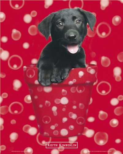 Kimberlin Red by Mini Posters