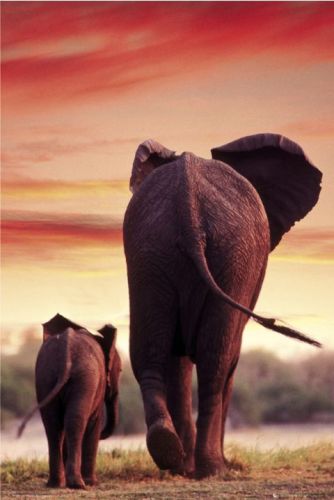Elephant Sunset by Maxi Posters